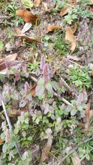 Elsholtzia strobilifera