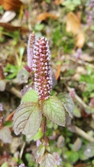 Elsholtzia strobilifera