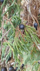 Juniperus recurva