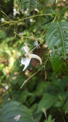 Impatiens scullyi