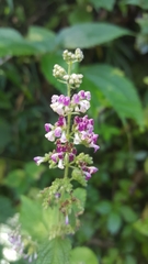 Craniotome furcata