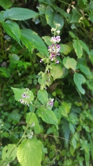 Craniotome furcata