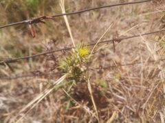 Berkheya pinnatifida
