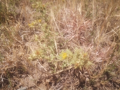 Berkheya pinnatifida