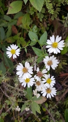 Aster trinervius
