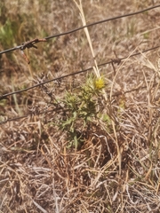 Berkheya pinnatifida