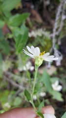 Aster trinervius