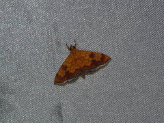Isocentris filalis