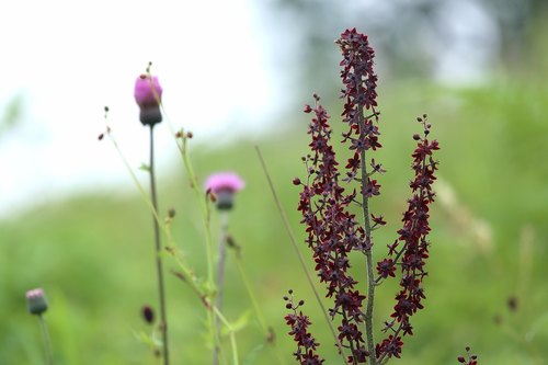 Veratrum maackii iNat (2)