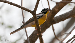 Emberiza flaviventris kalaharica