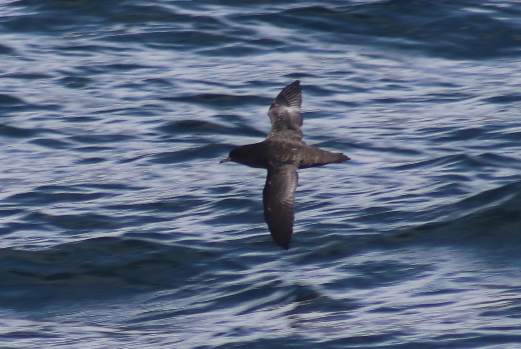 Short-tailed Shearwater