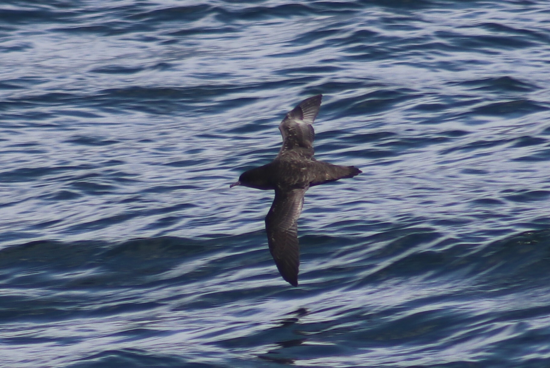 Short-tailed Shearwater