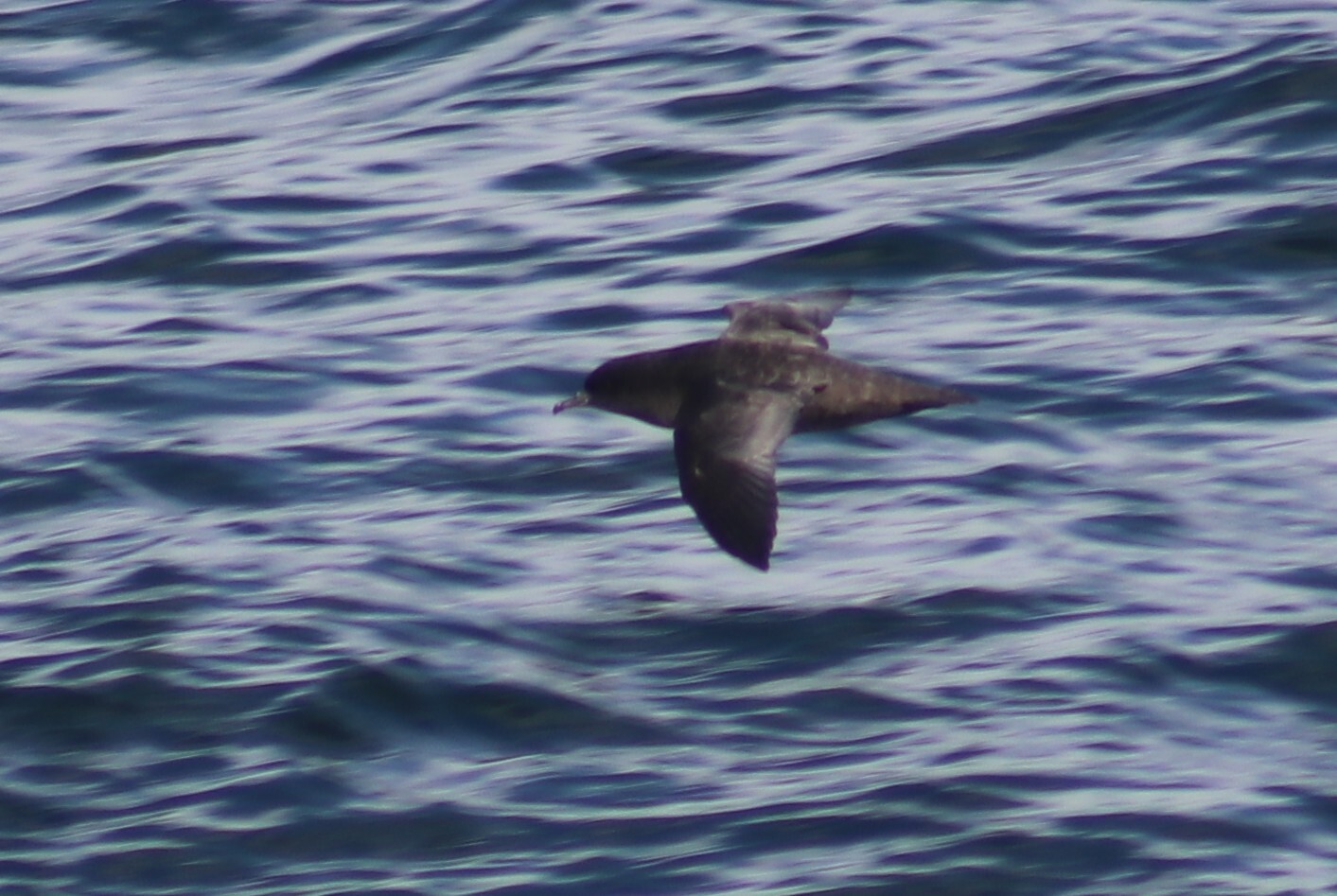Short-tailed Shearwater