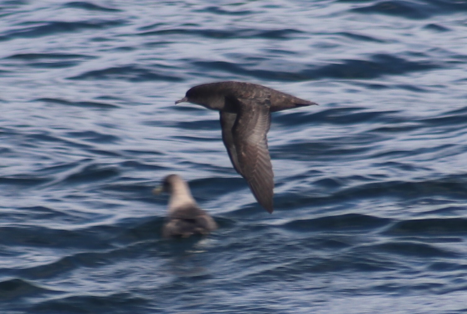 Short-tailed Shearwater