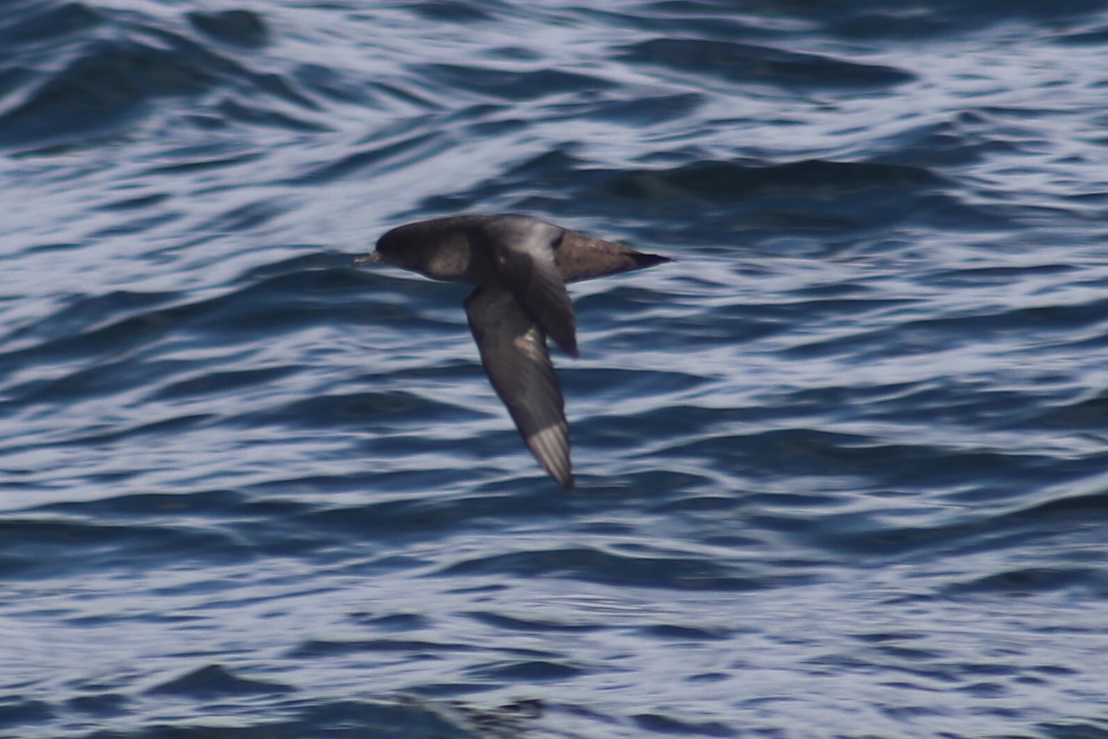 Short-tailed Shearwater