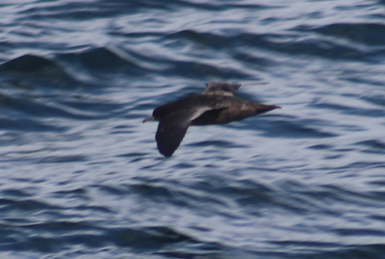 Short-tailed Shearwater