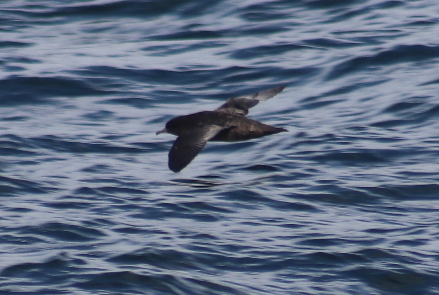 Short-tailed Shearwater