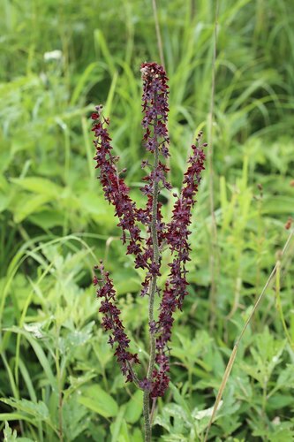 Veratrum maackii parviflorum