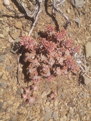 Crassula deltoidea