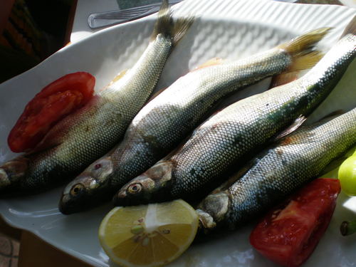 Pearl mullet (Alburnus tarichi) — Cyprinidae — 3