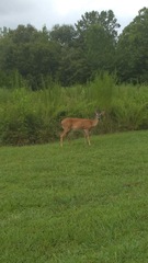 Odocoileus virginianus