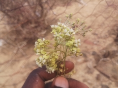 Gomphocarpus filiformis