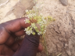 Gomphocarpus filiformis