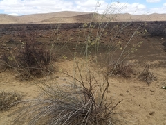 Gomphocarpus filiformis