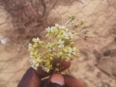 Gomphocarpus filiformis