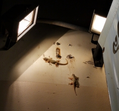 Hemidactylus platyurus