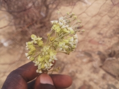 Gomphocarpus filiformis