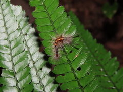 Calliteara baibarana