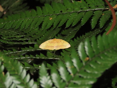 Heterolocha coccinea