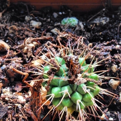 Mammillaria compressa