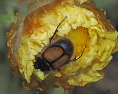 Liparetrus discipennis