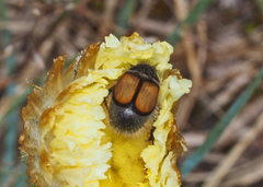 Liparetrus discipennis