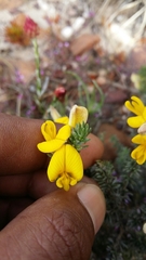 Aspalathus laricifolia