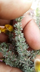 Aspalathus laricifolia