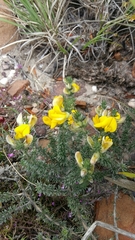 Aspalathus laricifolia