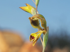 Gladiolus orchidiflorus