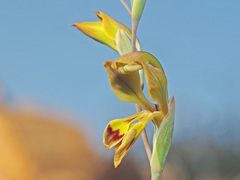 Gladiolus orchidiflorus