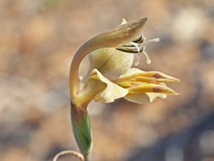 Gladiolus orchidiflorus