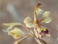 Gladiolus orchidiflorus