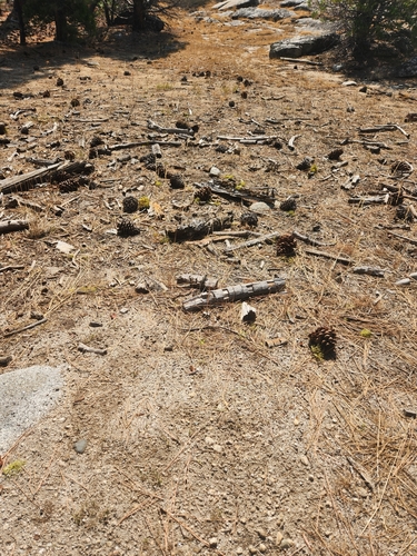 iNaturalist observation photo of Spiny Lizards