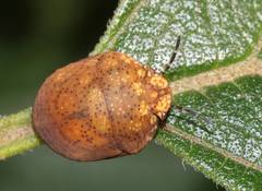 Steganocerus multipunctatus