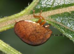 Steganocerus multipunctatus