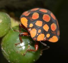 Steganocerus multipunctatus