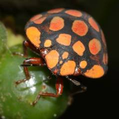 Steganocerus multipunctatus