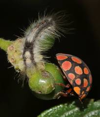 Steganocerus multipunctatus