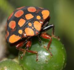 Steganocerus multipunctatus